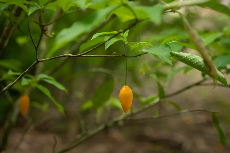 Iboga fruit hanging from the shrub, Tabernanthe iboga, in the Gabonese forest