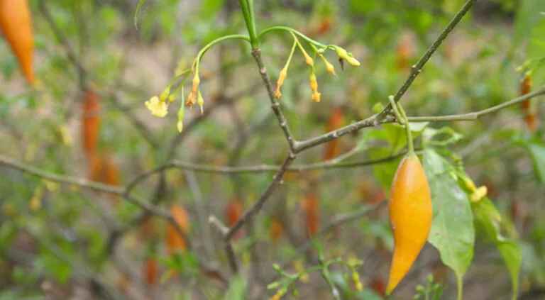 Close-up of iboga branches with orange fruit and yellow flowers