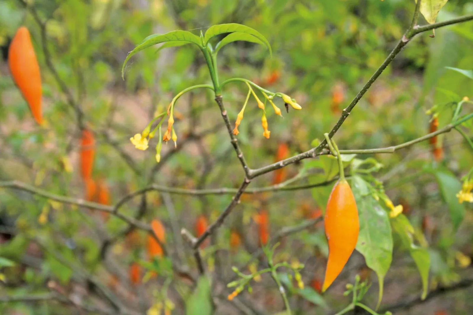 A Tabernanthe iboga shrub with orange fruit and small yellow flowers in the Gabonese forest